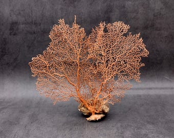 Red Orange Sea Fan Coral Echinogorgia SP (1 fan approx. 7-9+ inches) Adorable sea fan for any coastal projects or as a collection addition!
