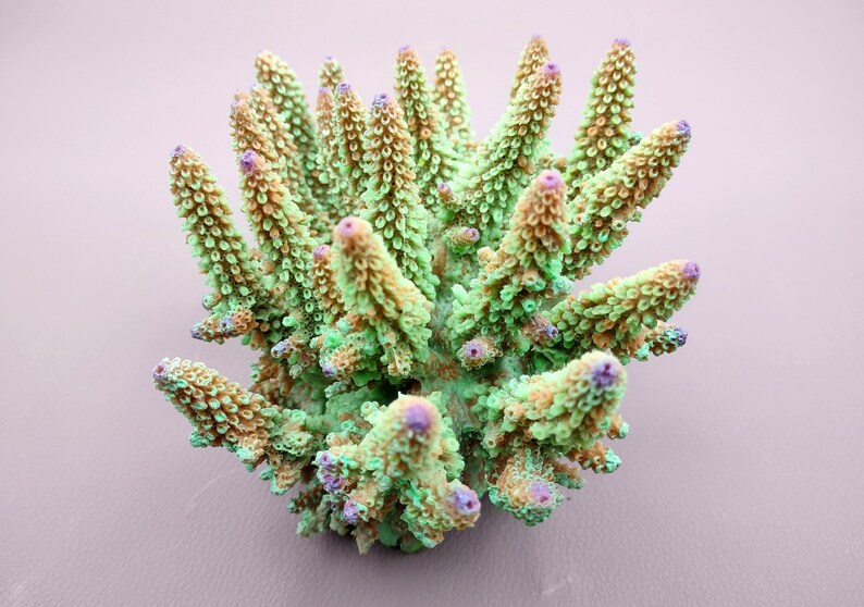 Lavender/Green FAUX Finger Staghorn Coral - Acropora Humilis - (1 FAUX Coral approx. 6x5x5 inches). Green dotted branched coral with a strong round base.Copyright 2024 SeaShellSupply.com.