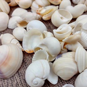 Small White Assorted Seashell Mix (approx. 1 cup 125+ assorted shells 0.50+ inches) Best quality for ocean decor arts crafts & collecting!