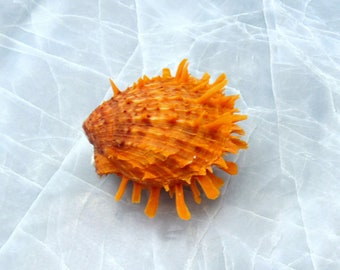 Orange Spiny Oyster Seashell Pair Spondylus Barbatus (1 pair=2 halves approx. 2 inches)