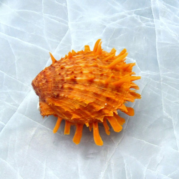 Orange Spiny Oyster Seashell Pair Spondylus Barbatus (1 pair=2 halves approx. 2 inches)