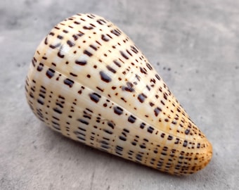 Suratan Cone Seashell Conus Suratensis (1 shell approx. 3+ inches) Cone shell great to add to any collection or coastal display!