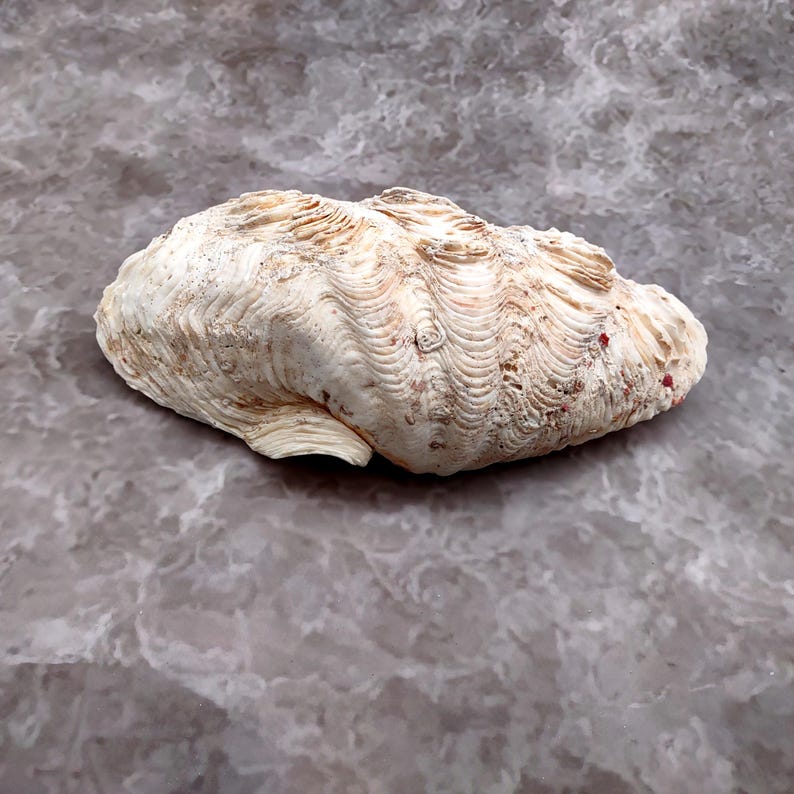 De Rasa Shells Derasa Clam Seashell Half White Tridacna Derasa (1 Shell Approx. 8 ...