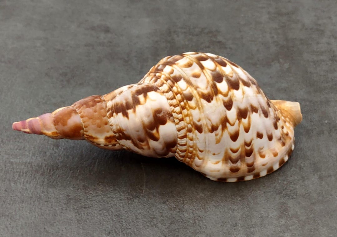 Trition Shell Caribbean Triton Seashell Charonia Tritonis 1 Shell Approx. 6 Inches ...