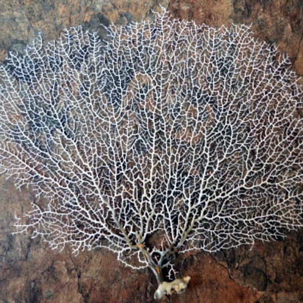 White Sea Fan Coral Gorgonia Ventalina (1 fan approx. 7-9+ inches)