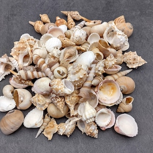 Drilled Seashells Assorted Mix (Approx. 1 pound +/-60 shells 0.75-1.5+ inches) Drilled Shell Assortment for coastal arts crafts & jewelry!