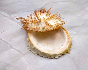 Orange White Spiny Oyster Seashell Pair Spondylus Barbatus (1 shell pair approx. 2.25+ inches) B GRADE Great shells for décor & collections!