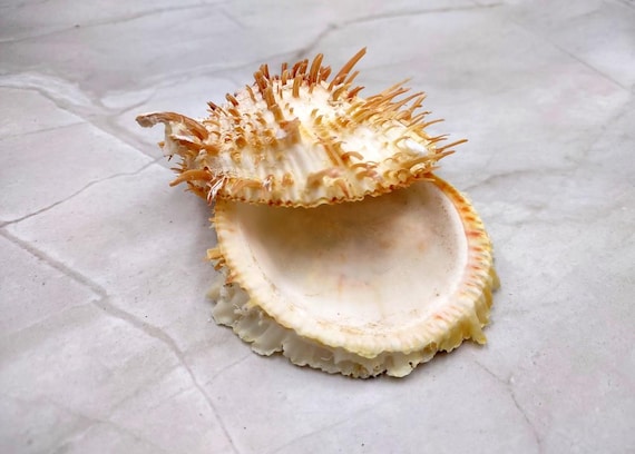 Orange White Spiny Oyster Seashell Pair Spondylus Barbatus (1