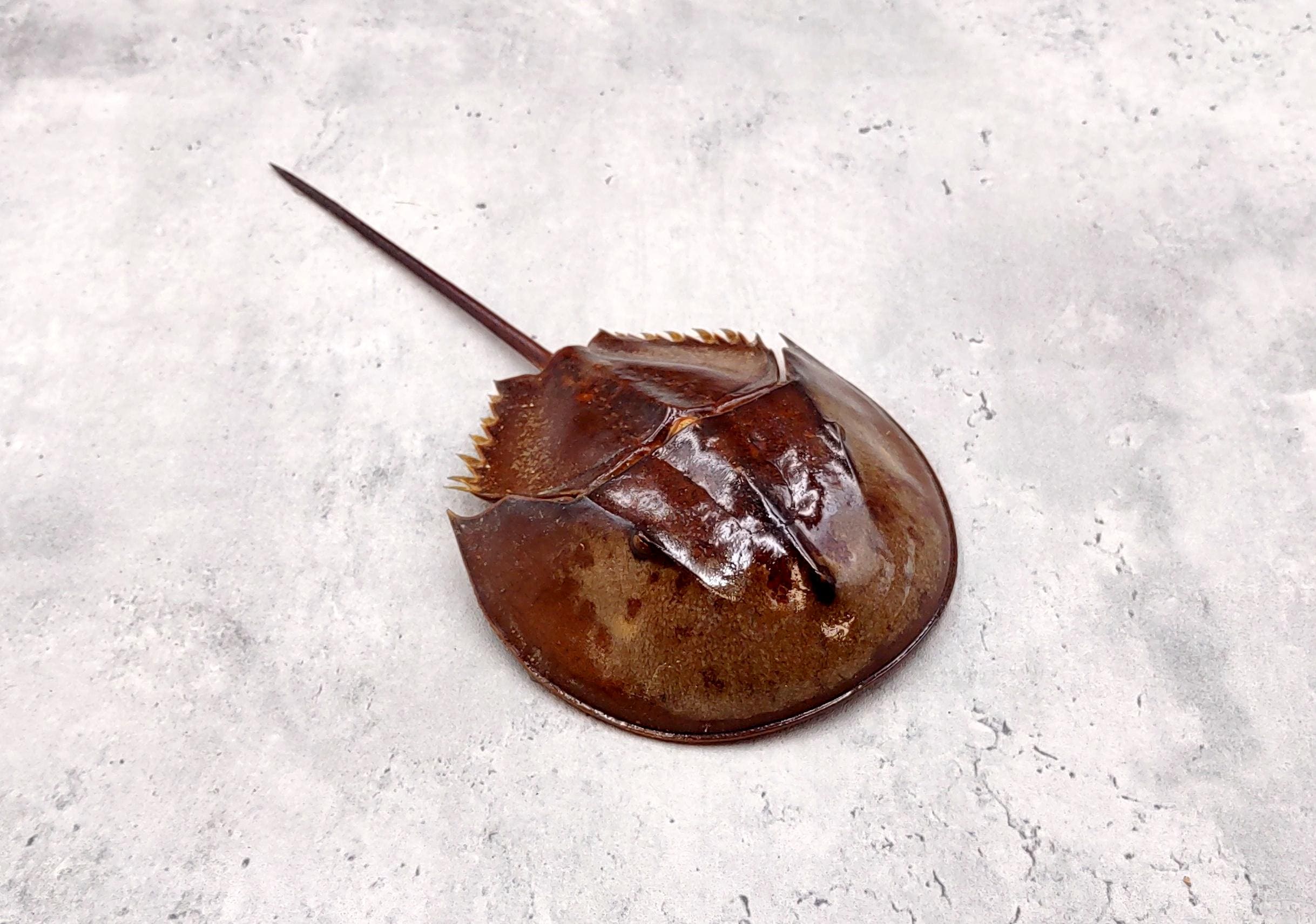 Horseshoe Crab Brown Tachypleus Tridentatus (1 Crab Approx. 10