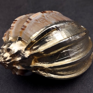 Silver Plated Major Harp Seashell Harpa Major (1 shell approx. 3+ inches) Silver Accented Major Harp shell for coastal home decoration!