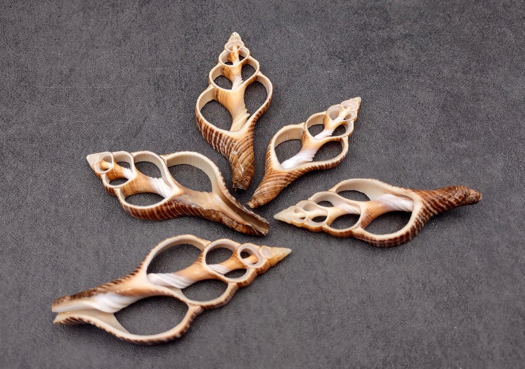 Center Cut Fox Shells (5 Shells Approx. 2+ Inches) Natural Seashells ...