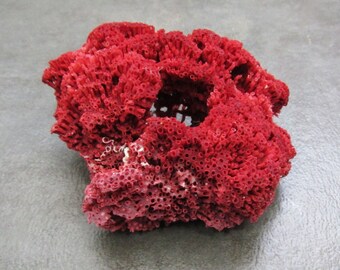 Red Pipe Organ Coral - Tubipora Musica - (1 Coral approx. 3-4 inches)