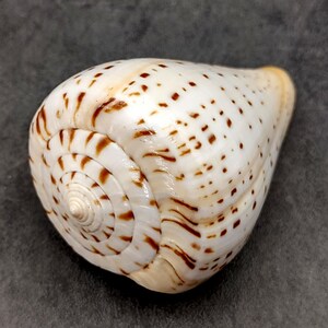 Beech Cone Seashell Conus Betulinus (1 Shell Approx. 2.75+ Inches) Cone ...