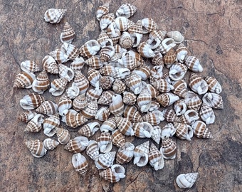 Nassarius Phyrrus Seashells - Red-banded Nassa - (approx. 65-85 shells .5-.75 inches)