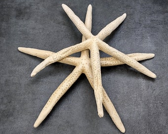 Finger Starfish Cream - Linckia Laevigata - (2 stars approx. 10-12 inches)