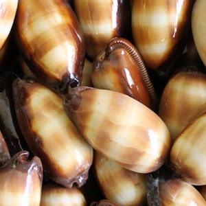 Mole Cowrie Shells Cypraea Talpa 2 shells approx. 2 inches image 5