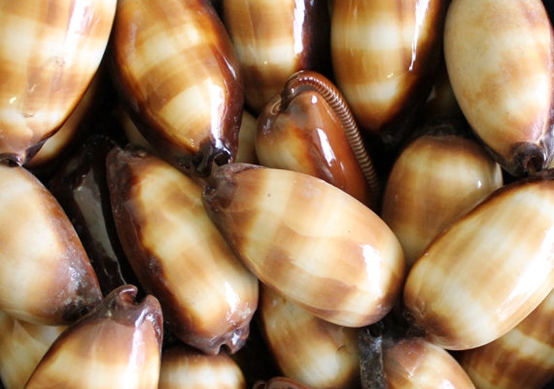 Mole Cowrie Shells Cypraea Talpa 2 shells approx. 2 inches image 5