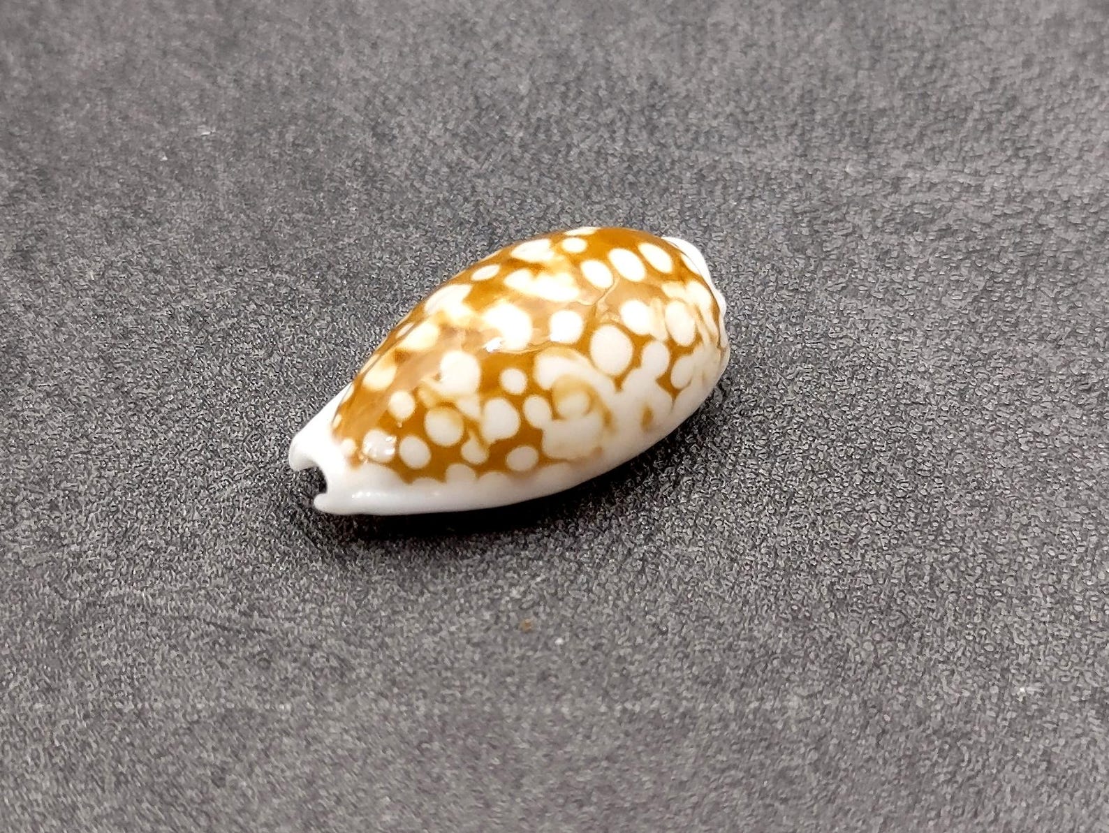 Sieving Shells Large Sieve Cowrie Seashell Spotted Cypraea Cribraria (1 Shell Approx ...