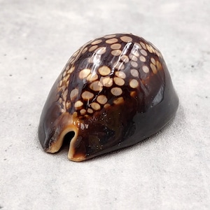 Humpback Cowrie Seashell Dark Brown Cypraea Mauritiana (1 shell approx. 2+ inches) Spotted Brown Mourning Cowrie for display & collecting!