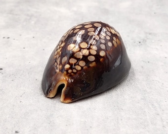 Humpback Cowrie Seashell Dark Brown Cypraea Mauritiana (1 shell approx. 2+ inches) Spotted Brown Mourning Cowrie for display & collecting!