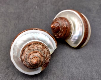 Banded Tapestry Turbo Seashells Turbo Petholatus (2 shells approx. 2+ inches) Brown Silver Turbo Shells for hermit crab homes & display!