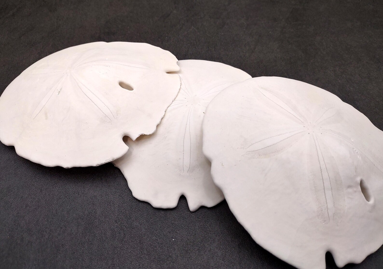 Arrowhead Sand Dollar Shell Extra Large Encope Michelini (1 Shell ...