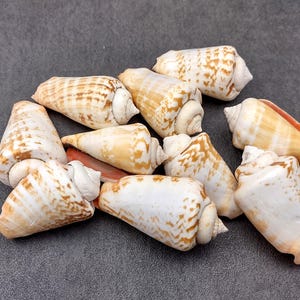 May include: A collection of ten seashells, all cone-shaped and featuring a mix of white, brown, and orange colors. The shells have a textured surface and are arranged on a gray background.