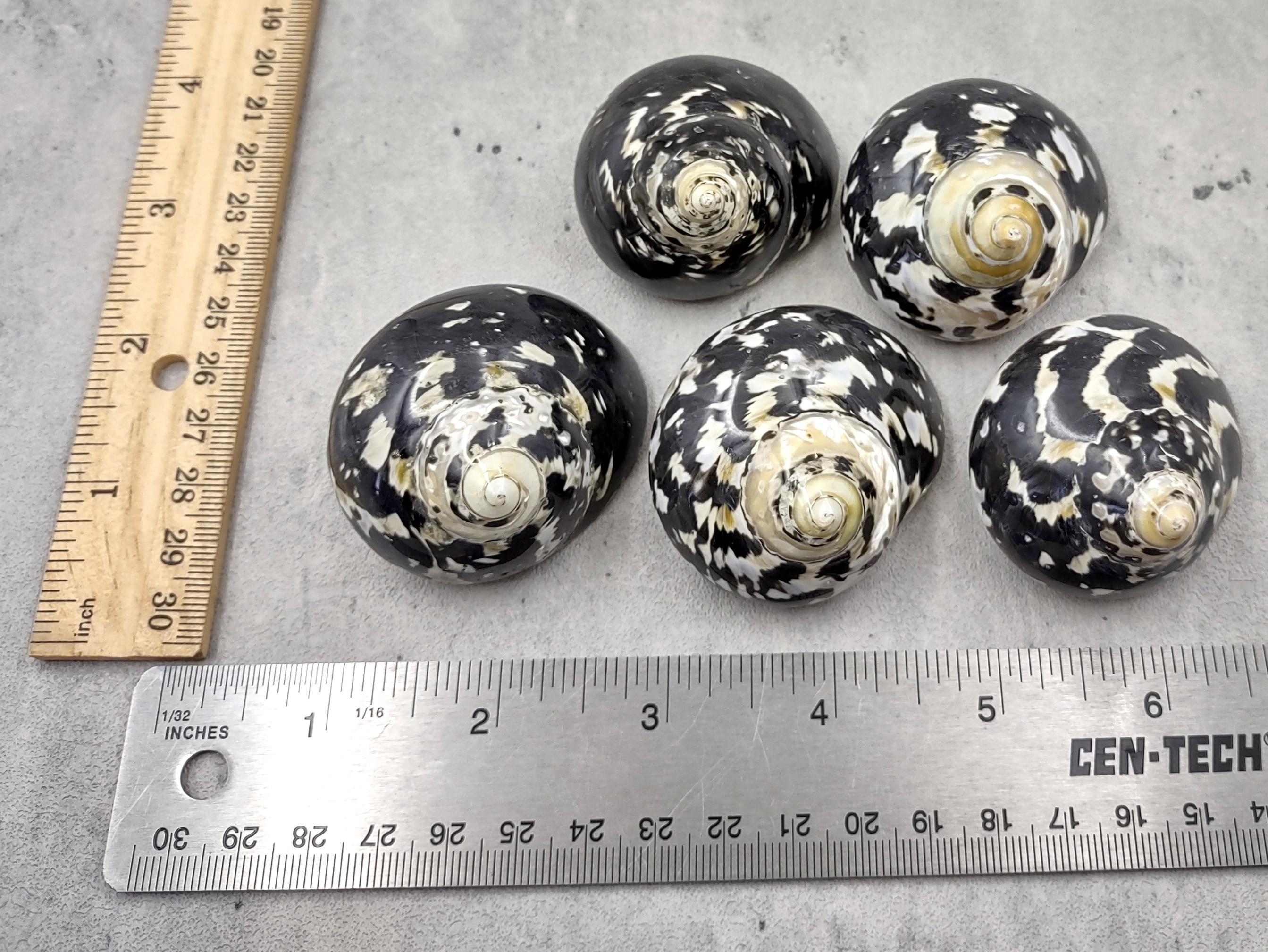 Magpie Shells West Indian Top Polished Seashell or Magpie Striped Shell Cittarium ...