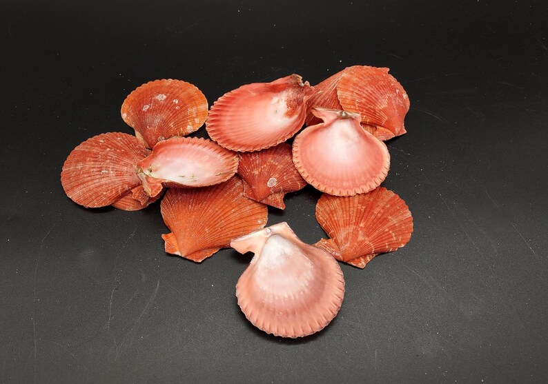 Fire Red Scallop Shell Halves Noble Pecten Nobolis (approx. Quarter ...