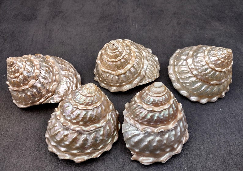 Pearlized Wavy Turban Seashell Astraea Turbanicum (1 Shell Approx. 4 ...