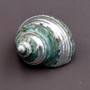 Polished Jade Turbo Shell w/Pearlized Stripe (3-3.5 inches) - Turbo Burgessi. jade spiral shells laying out for one to show the gold and green design white the other shows the opening. Copyright 2022 SeaShellSupply.com.