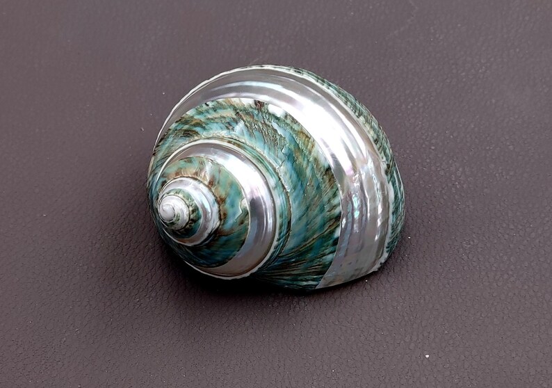 Polished Jade Turbo Shell w/Pearlized Stripe (3-3.5 inches) - Turbo Burgessi. jade spiral shells laying out for one to show the gold and green design white the other shows the opening. Copyright 2022 SeaShellSupply.com.