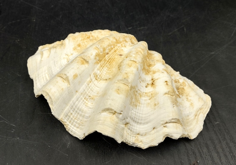 Ruffle Clam Seashell Half Tridacna Squamosa (1 Shell Approx. 5+ Inches ...
