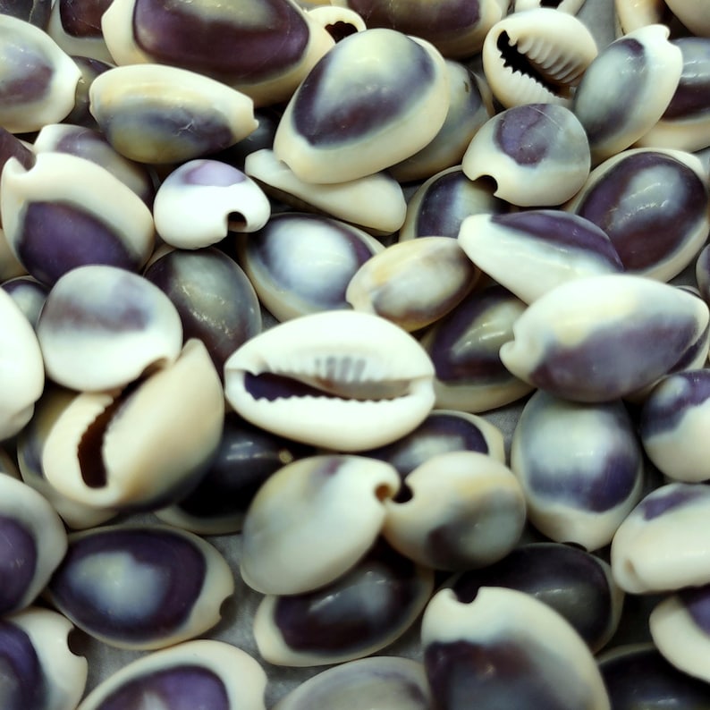 Purple Top Cowrie Seashells Bulk Cypraea Annulus (approx. Half Cup ...