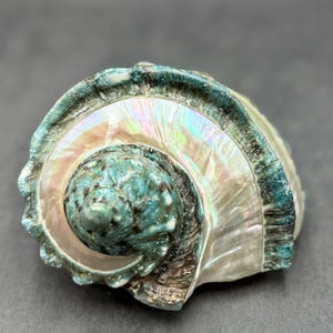 Giant Banded Turbo Shell Turbo Marmoratus (1 shell approx. 7+ inches) Great shells for coastal decor, & collection