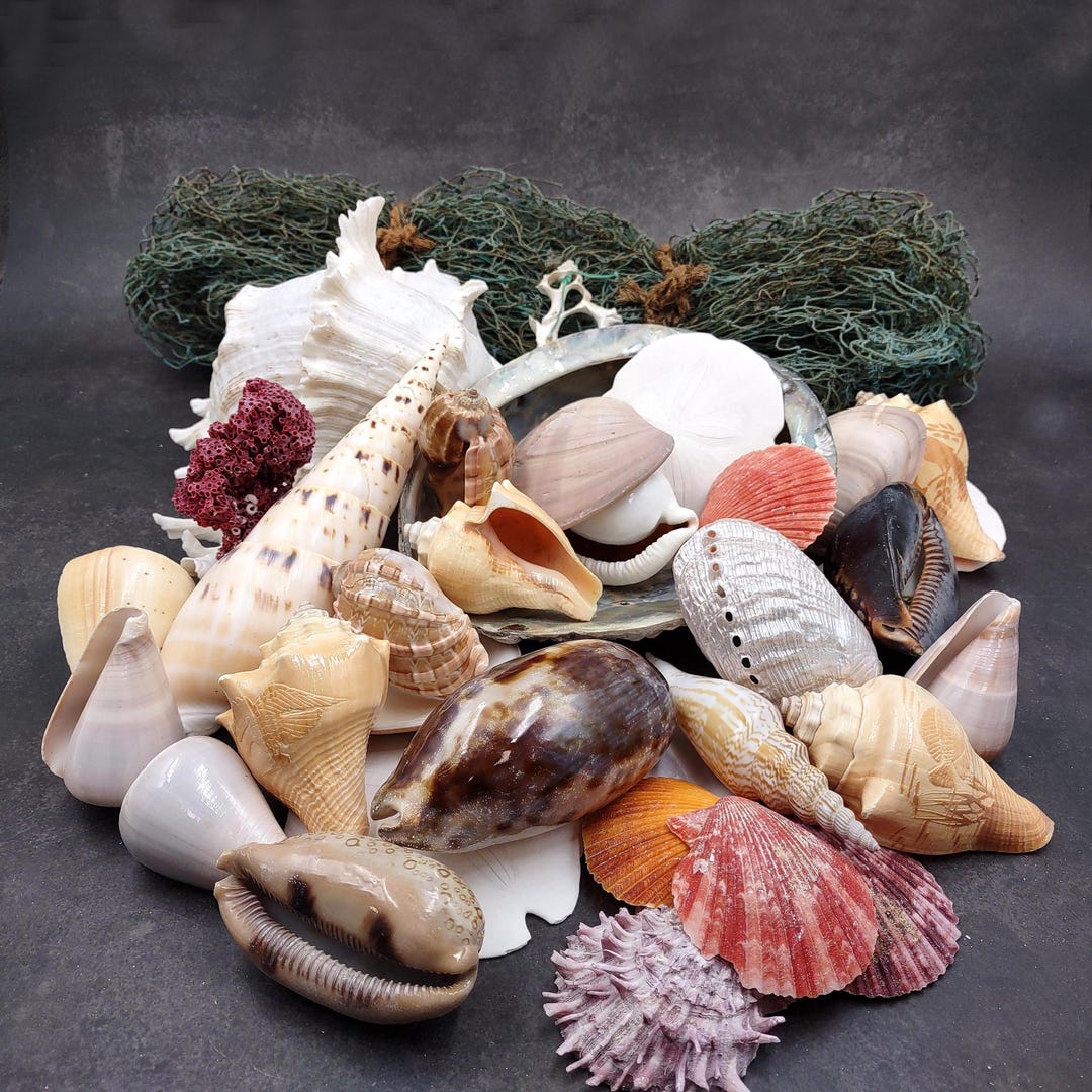 Seashell Variety Pack Assorted Mix B GRADE (approx. 40+ Shells 2-6 ...
