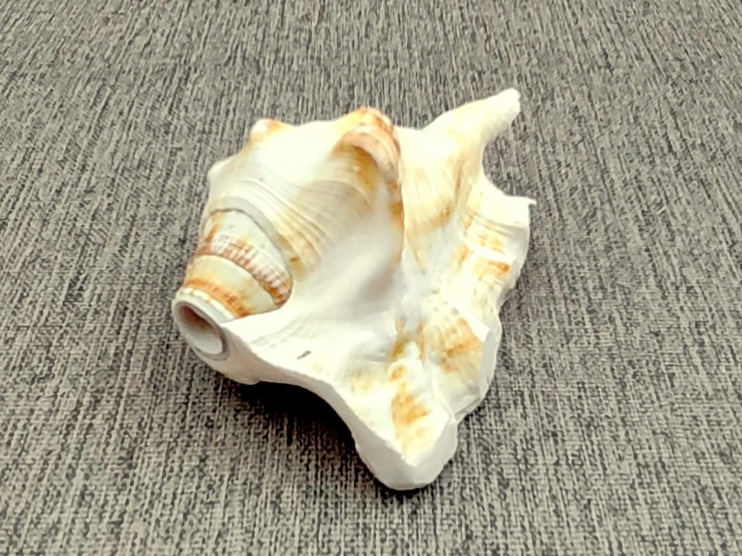 Lambis Conch Seashell Horn Trumpet Musical Instrument (1 Shell Approx ...