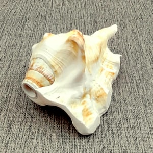 Lambis Conch Seashell Horn Trumpet Musical Instrument (1 shell approx. 4.5+ inches) Musical Conch Shell Horn for performing & playing!