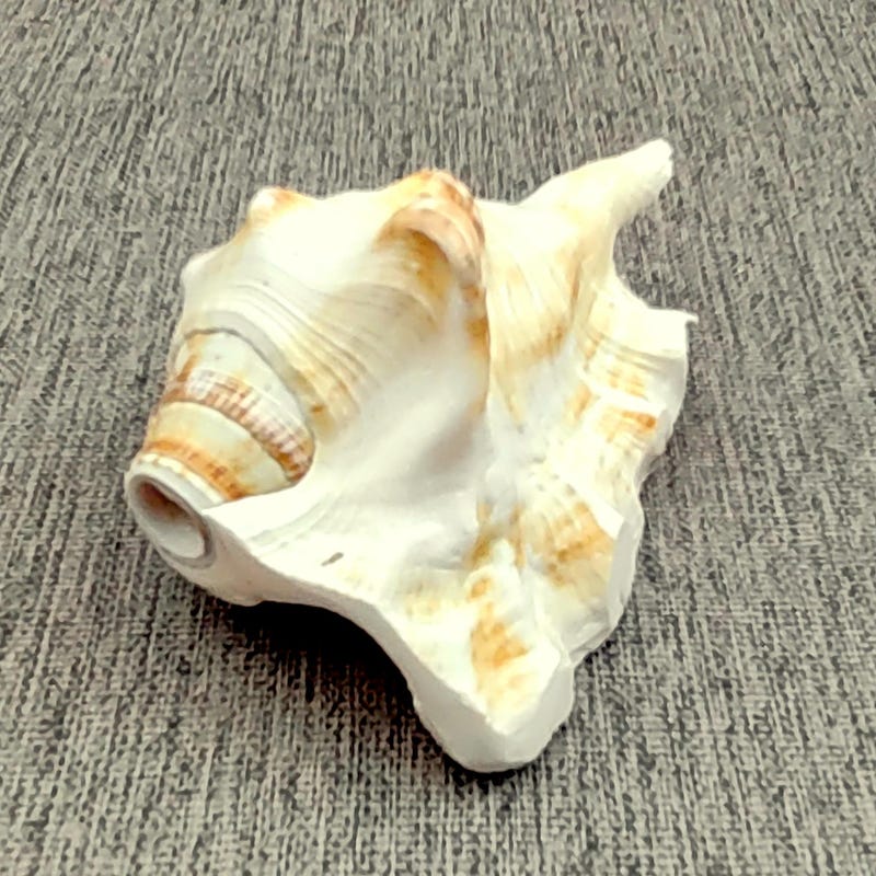 Sea Shell With Sounds - Etsy