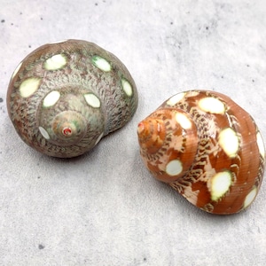Spotted Turbo Seashells Turbo Petholatus (2 shells approx. 2+ inches) Neat shells for coastal crafting decor & collections!