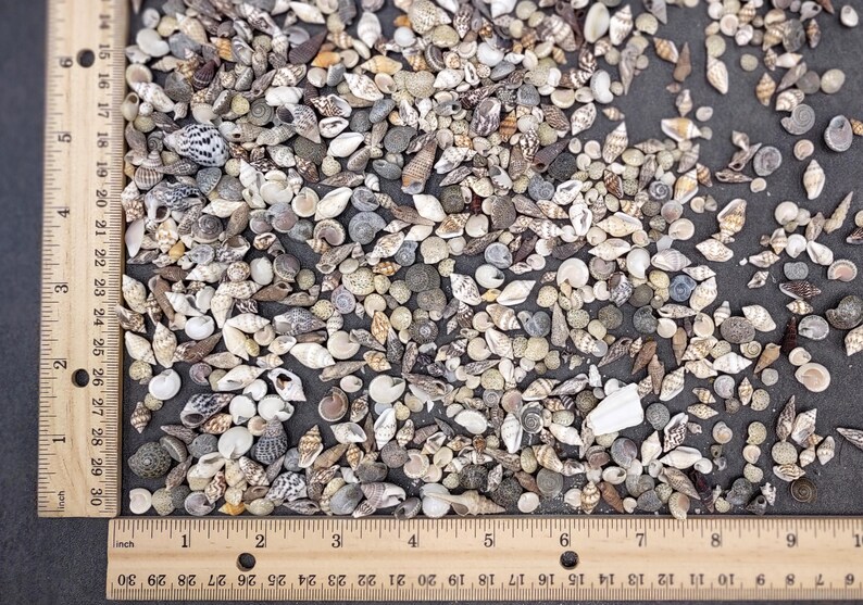 Extra Tiny Seashell Assorted Ocean Mix (approx. 1 Cup +/-125 Shells 0. ...