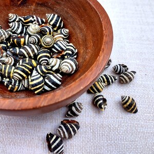 Bee Hive/Bumble Bee Seashells - Engina Mendicaria - (20 shells approx. .25-.5 inches). Multiple black and white stripped shells in pile. Copyright 2024 SeaShellSupply.com.