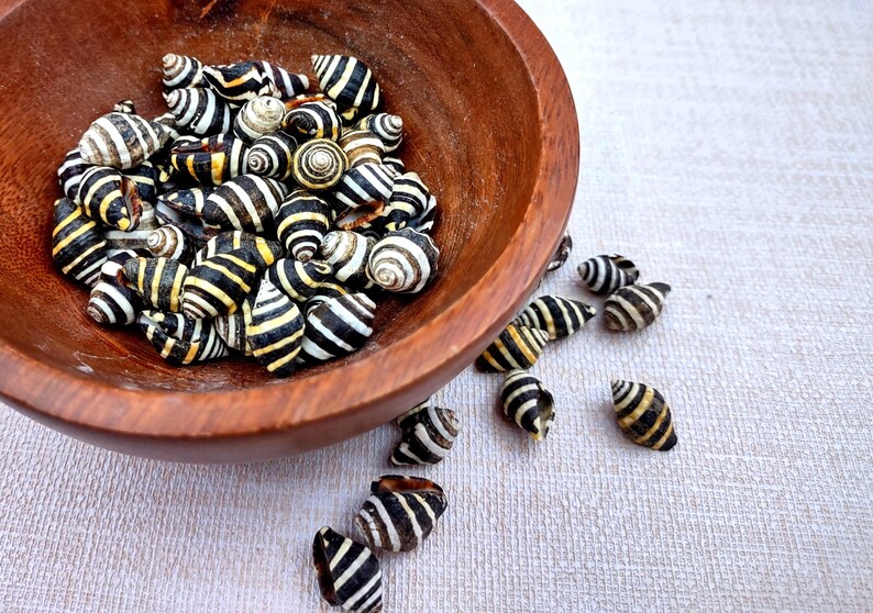 Bee Hive/Bumble Bee Seashells - Engina Mendicaria - (20 shells approx. .25-.5 inches). Multiple black and white stripped shells in pile. Copyright 2024 SeaShellSupply.com.