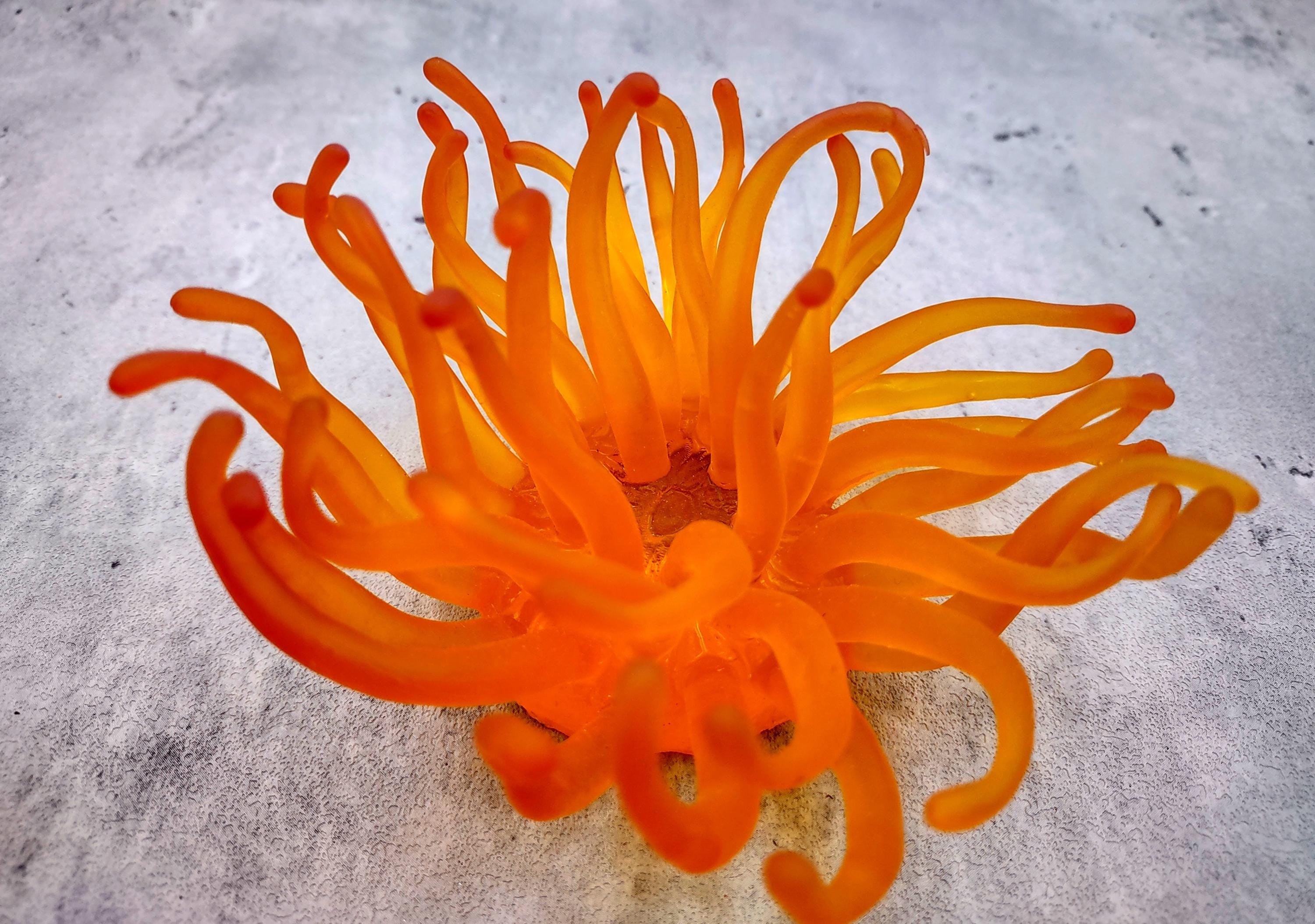 Yellow FAUX Anemone Condylactis Gigantea (1 FAKE Anemone Approx