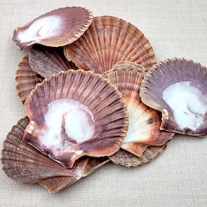 May include: A collection of scallop shells in shades of brown, purple, and white. The shells have a fan-like shape with ribbed textures and a smooth, pearly interior. These natural shells are ideal for coastal decor.