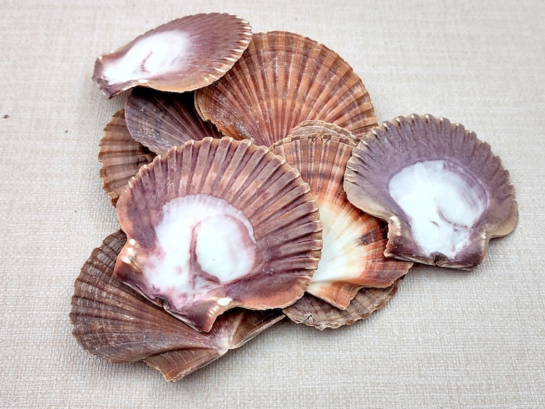 Ribed Shell Mexican Flat Scallop Seashells Red Brown Pecten Vogdesi (10 Shells ...