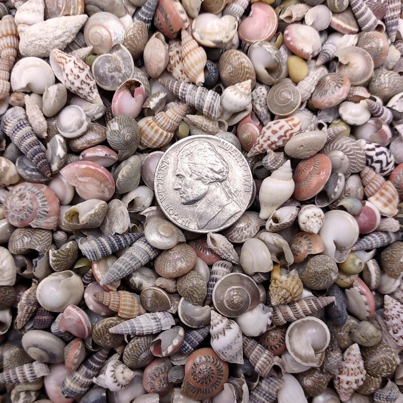 Extra Tiny Seashell Assorted Ocean Mix (approx. 1 Kilogram Shells 0.25 ...
