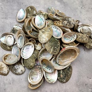 Baby Abalone Green Silver Seashells (Approx. half pound +/-85 shells 1+ inch) Small Abalone Shells for jewelry arts crafts & collecting!