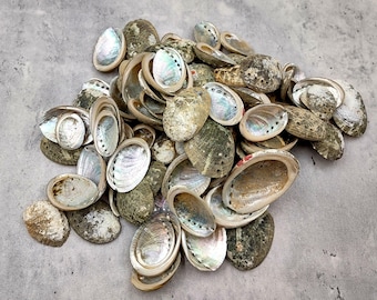 Baby Abalone Green Silver Seashells (Approx. half pound +/-85 shells 1+ inch) Small Abalone Shells for jewelry arts crafts & collecting!