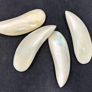 Polished Pearly Mussel Seashells (4 glued shell pairs approx. 3+ inches) Great for ocean life displays art projects crafts & collecting!